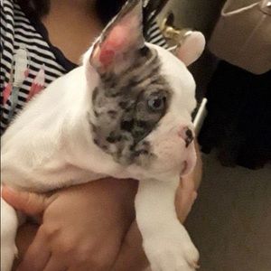 Meet your Posher, Hugo